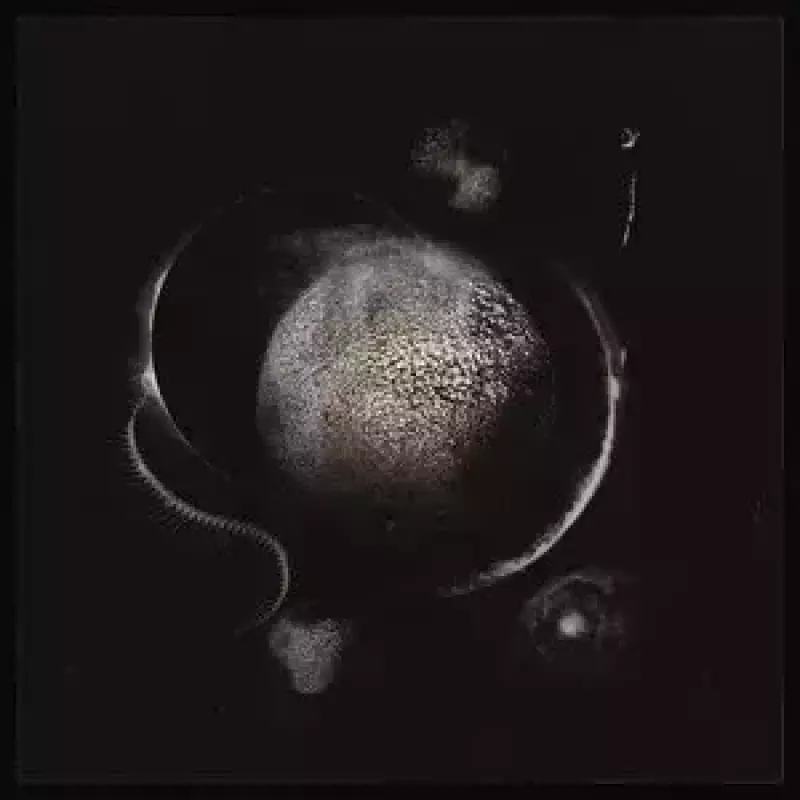 Cold Black Suns. CD Cold Black Suns. CD