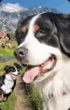 Mini kartka 3D Berneński Pies Pasterski - zdjęcie