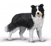 Border Collie - zdjęcie