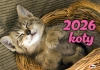 Kalendarz 2026 albumowy Koty KA2 - zdjęcie