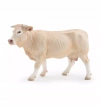 Krowa Blonde d'Aquitaine - zdjęcie