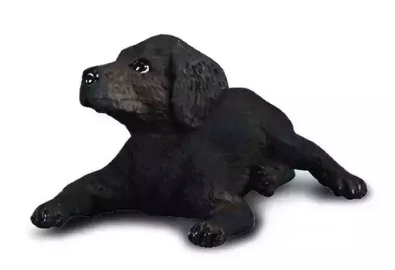 Pies labrador szczeniak S Pies labrador szczeniak S