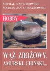 Wąż zbożowy, amurski, chiński... - zdjęcie