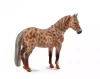 Klacz British Spotted Pony maści kasztan Leopard XL - zdjęcie