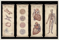 Muzeum Anatomii. Anatomicum, zdjęcie 2