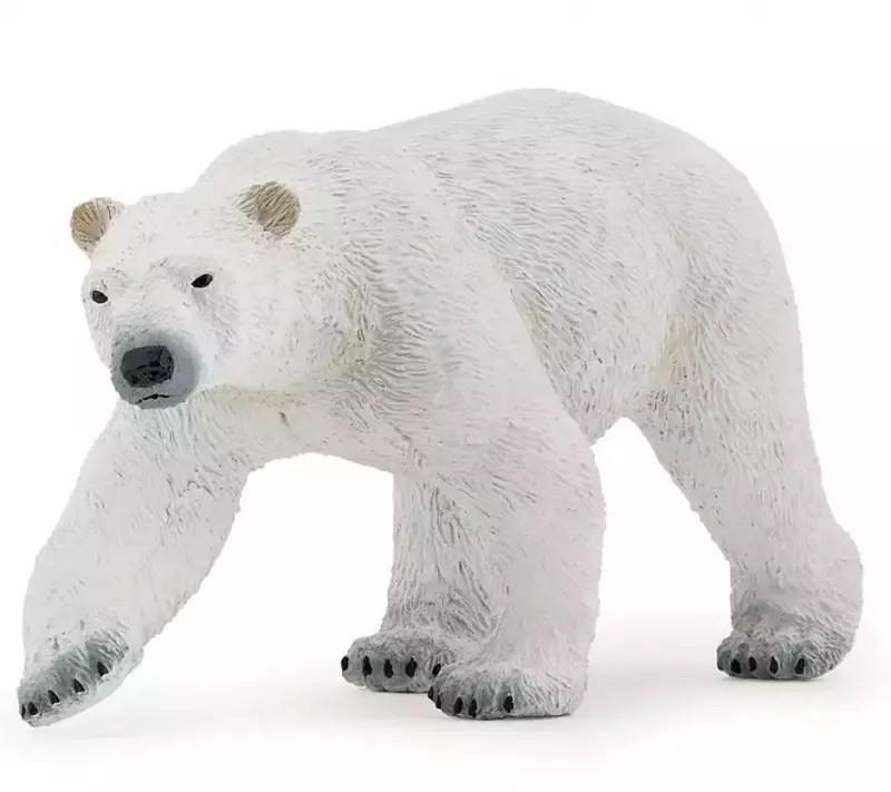 Niedźwiedź polarny Niedźwiedź polarny