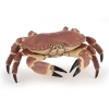 Krab - zdjęcie