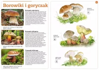 Grzyby naszych lasów, zdjęcie 2