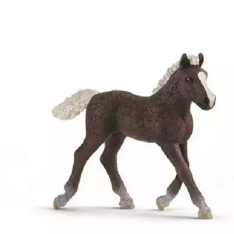 Źrebię ze Schwarzwaldu Źrebię ze Schwarzwaldu