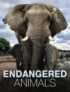 Endangered Animals - zdjęcie