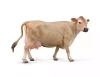 Jersey Cow Krowa - zdjęcie