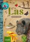 Las - zdjęcie