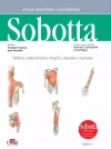 Tablice anatomiczne mięśni, stawów i nerwów. Angielskie mianownictwo - zdjęcie