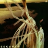 Escaper, Winyl - zdjęcie