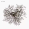 Tree, CD - zdjęcie