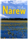 Narew - zdjęcie