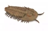 Redlichia Rex Trilobite - zdjęcie