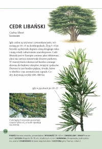 Drzewa – jak je rozpoznawać po liściach, zdjęcie 4