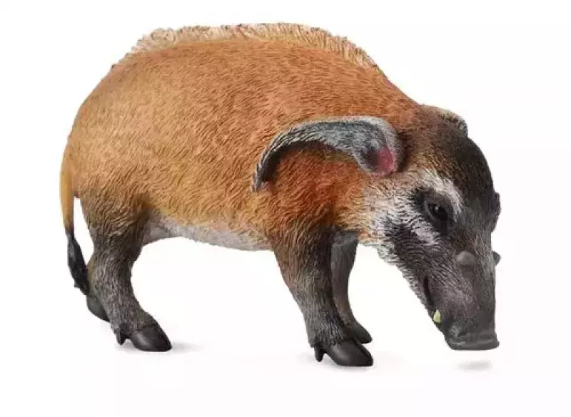 Wieprz czerwony L Wieprz czerwony L