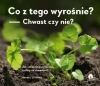 Co z tego wyrośnie? Chwast czy nie? - zdjęcie