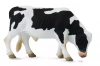 Byk Friesian - zdjęcie
