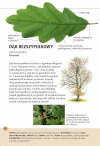 Drzewa – jak je rozpoznawać po liściach, zdjęcie 3