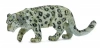Leopard śnieżny - zdjęcie