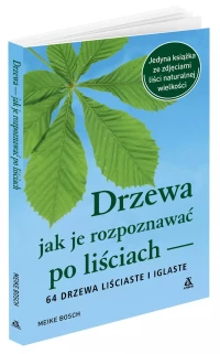Drzewa – jak je rozpoznawać po liściach, zdjęcie 2