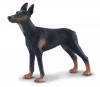 Pies doberman L - zdjęcie