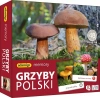 Memory Grzyby Polski gra pamięciowa ADAMIGO - zdjęcie