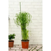 Podpora Tyczka do Roślin 6SZT 50-80CM Kinzo, zdjęcie 5