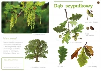 Drzewa naszych lasów, zdjęcie 2