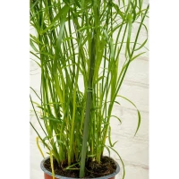 Podpora Tyczka do Roślin 6SZT 50-80CM Kinzo, zdjęcie 6
