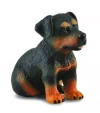 Pies rasy Rottweiler szczenię - zdjęcie