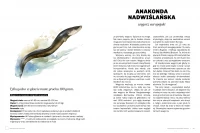 Głupie zwierzęta Polski i jak je znaleźć. Przewodnik świadomego obserwatora, zdjęcie 4