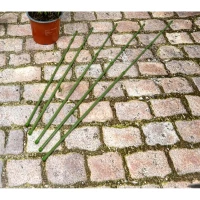 Podpora Tyczka do Roślin 6SZT 50-80CM Kinzo, zdjęcie 4