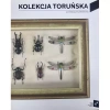 Kolekcja Toruńska Zbiory Centrum Sztuki Współczesnej Znaki Czasu w Toruniu - zdjęcie