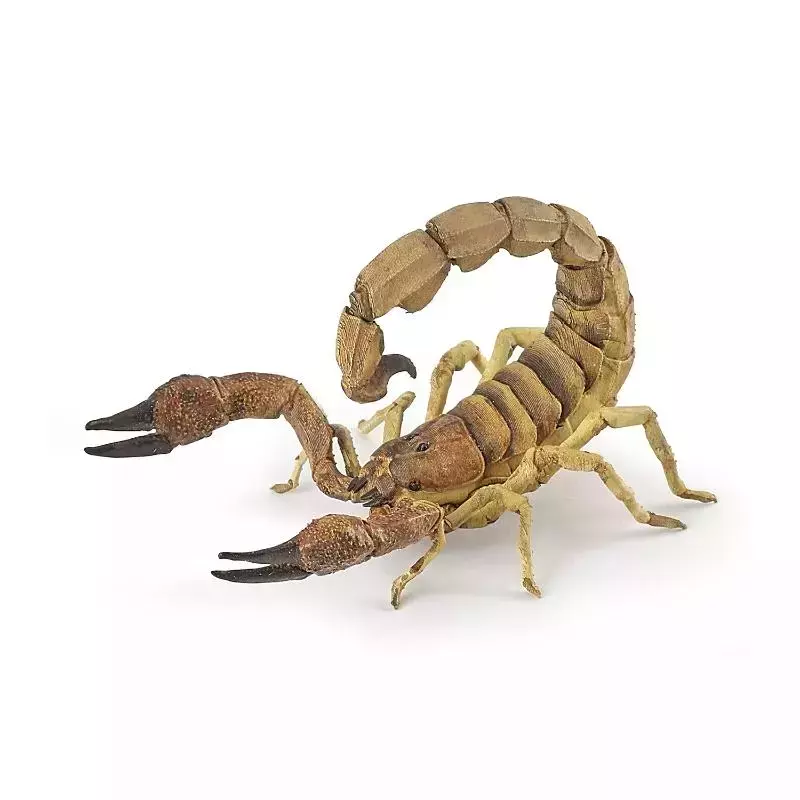 Skorpion Skorpion