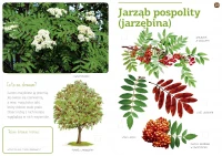 Drzewa naszych lasów, zdjęcie 3