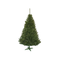Świerk Górski 120 cm, zdjęcie 2