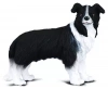 Pies Border Collie - zdjęcie