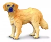 Pies rasy golden retriever - zdjęcie