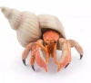 Krab pustelnik - zdjęcie
