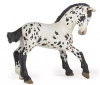 Źrebię Appaloosa - zdjęcie