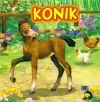Konik - zdjęcie