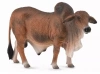 Byk czerwony brahman L - zdjęcie