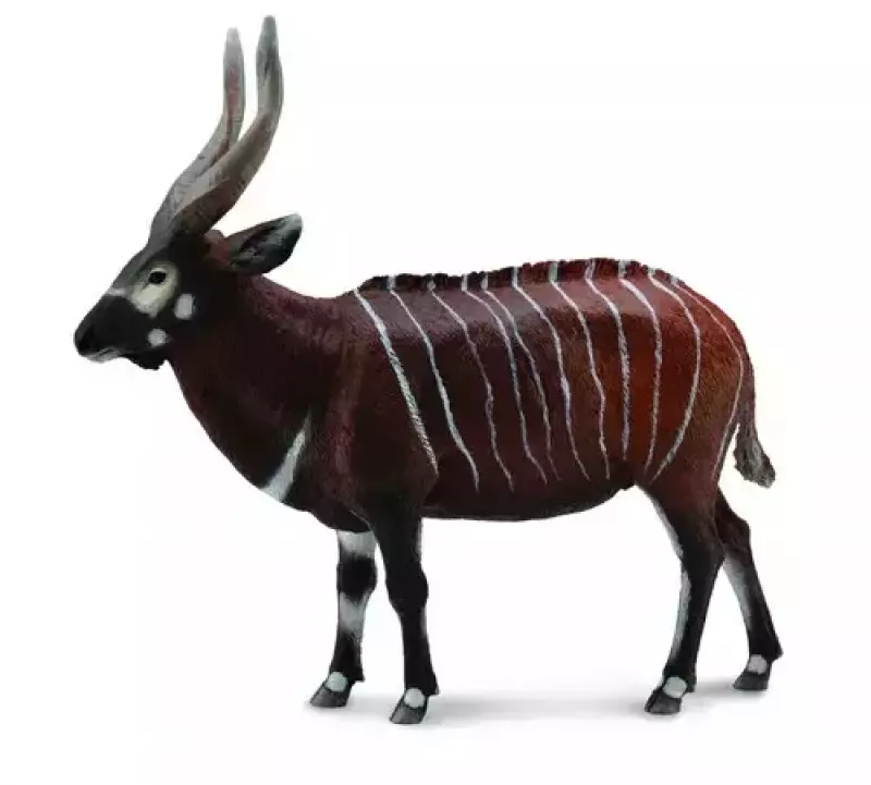 Antylopa Bongo XL Antylopa Bongo XL