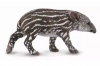 Tapir cielę bairda - zdjęcie
