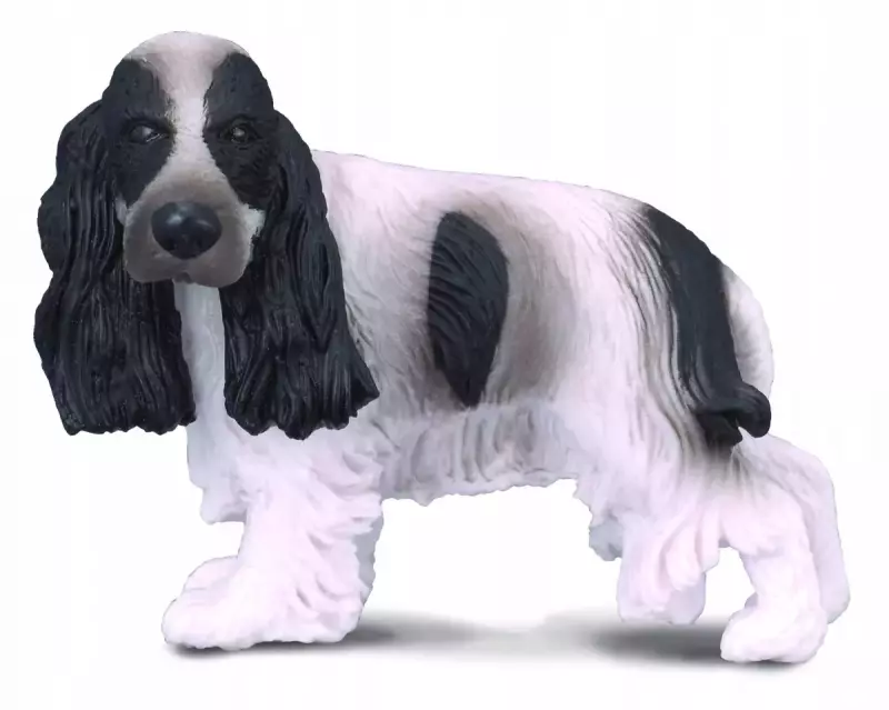 Pies cocer spaniel angielski Pies cocer spaniel angielski