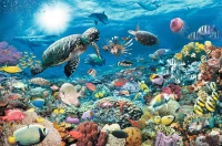Puzzle 5000 elementów. Głębia oceanu, zdjęcie 3